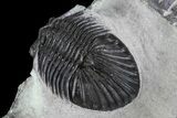 Scabriscutellum Trilobite Fossil - Tiny Eye Facets #82970-4